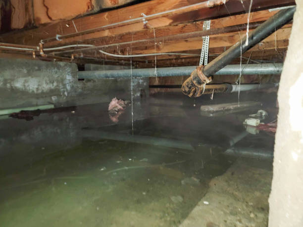 Best Ceiling water damage repair  in Shell Ridge, CA