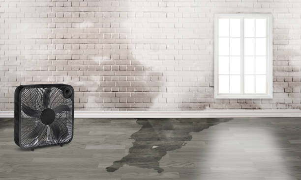 Best Flood damage cleanup  in Shell Ridge, CA